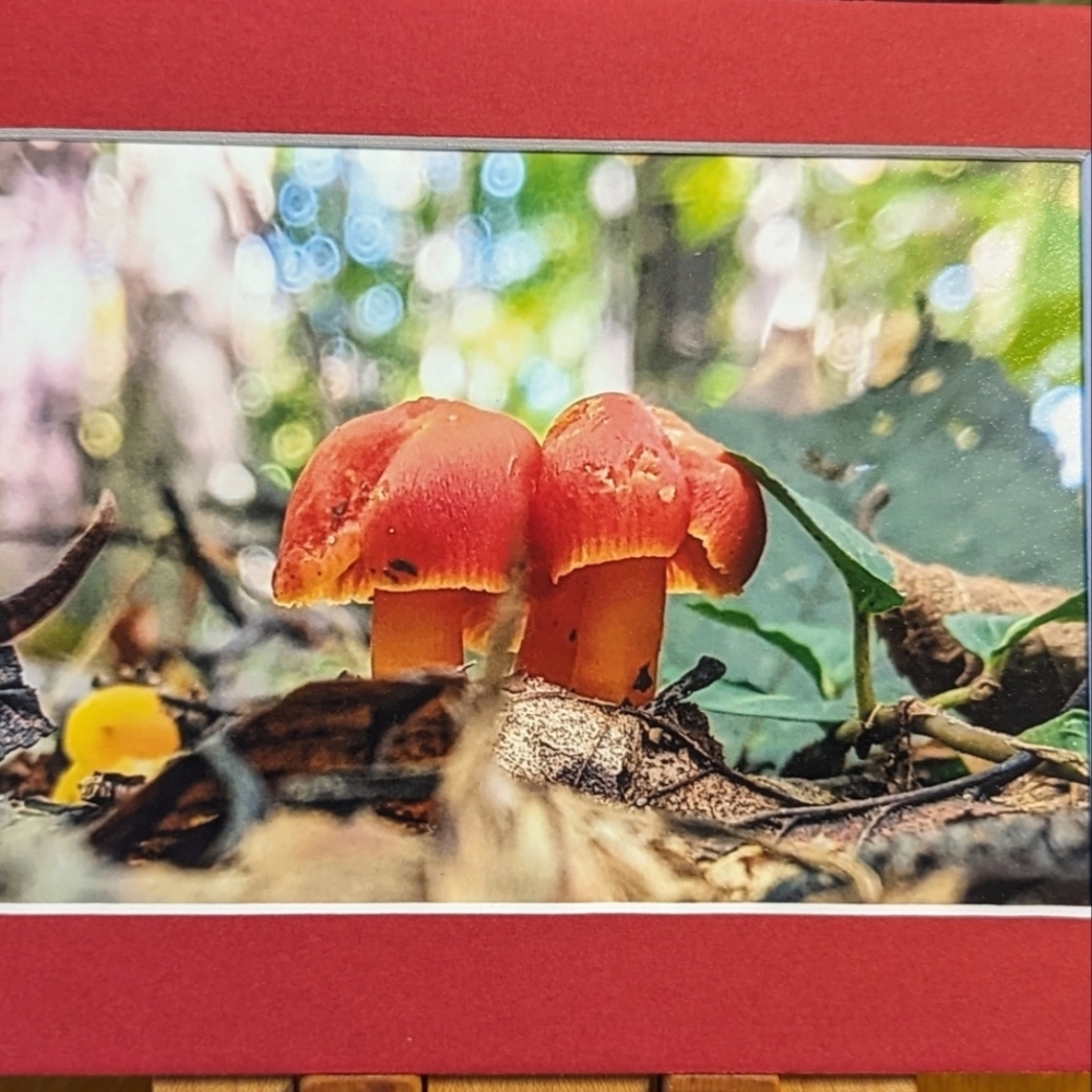 Mushroom Love Original Photography 5x7 Matted Print